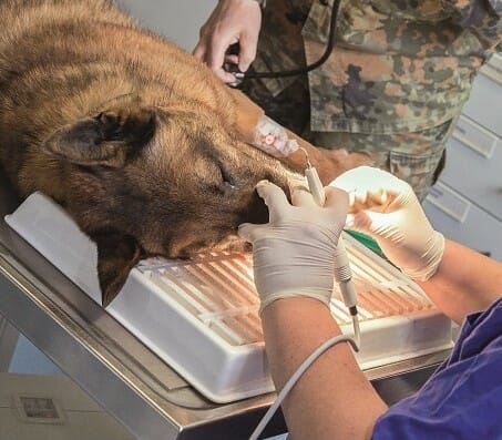 Erste-Hilfe am Dienst-Hund